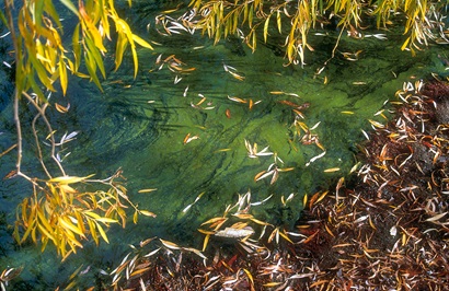 Blue-green algae bloom in a creek showing vegetation hanging over the water.