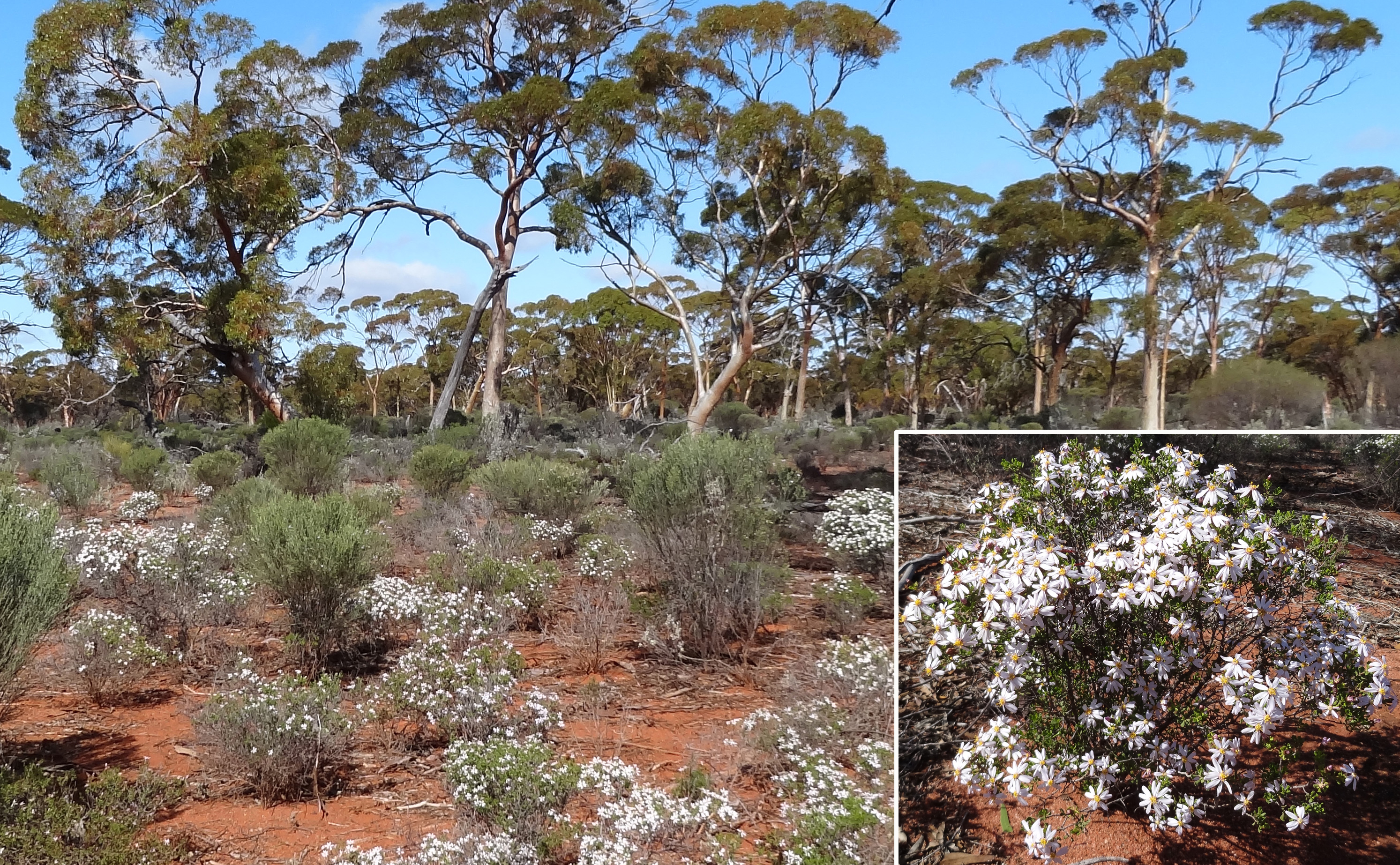 A landscape with woodland, shrubs with white flowers and red earth, with a close up of the white flowers inset