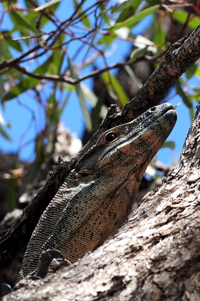 A lace monitor (goanna) perched on an upper tree branch on the Chowilla Floodplain, South Australia.