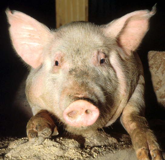 Head shot of a plump pink pig.