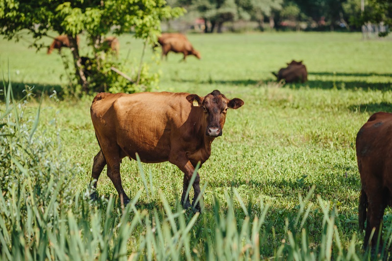 A cow in a paddock