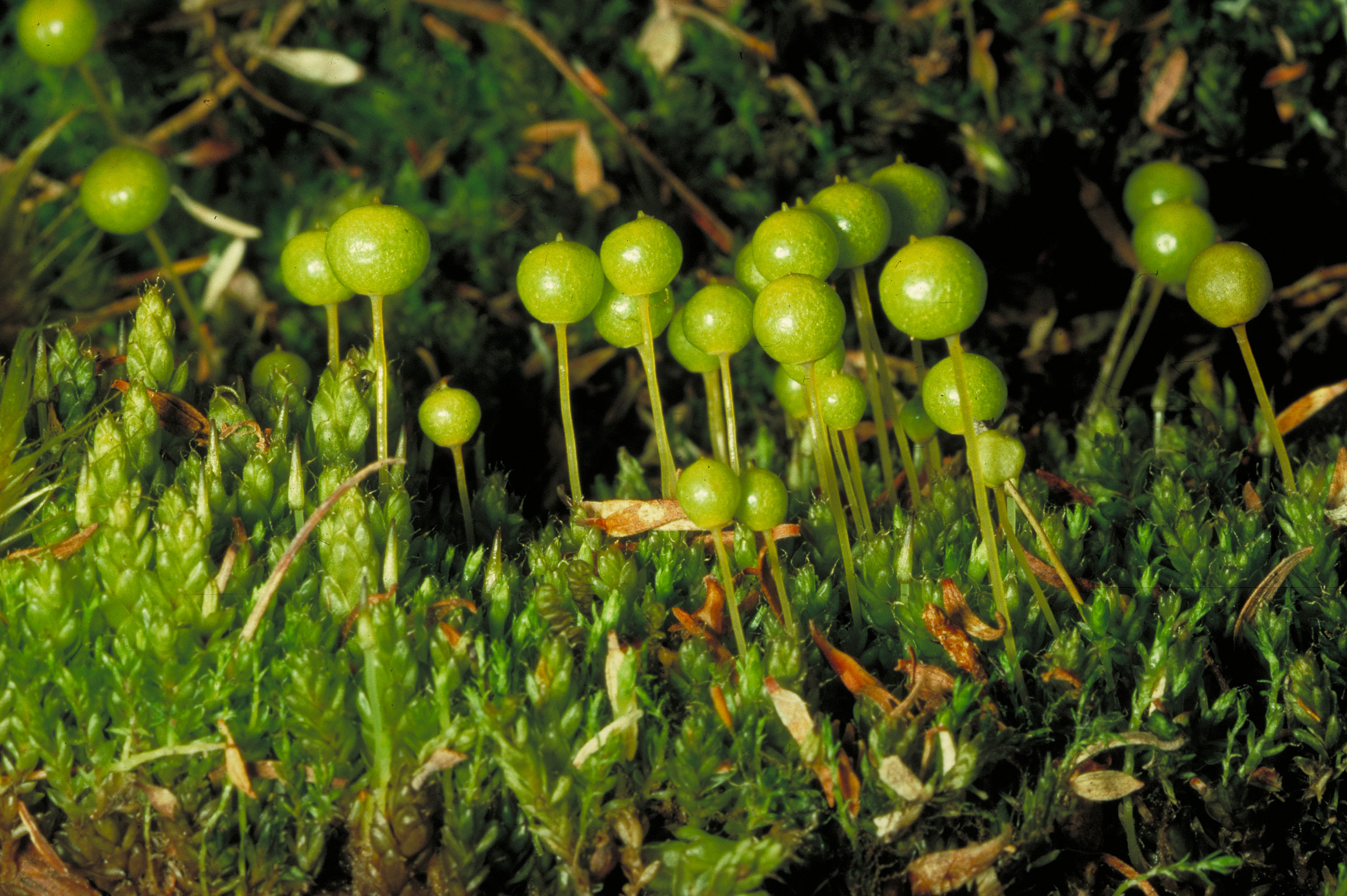 Bryophryte