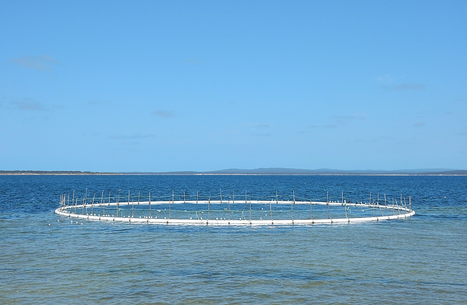 A roundwhite fish farm in the ocean out from Port Lincoln, South Australia with clear blue skies.