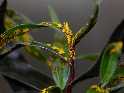 Myrtle rust threatens many native trees and shrubs. Photo by Louise Morin