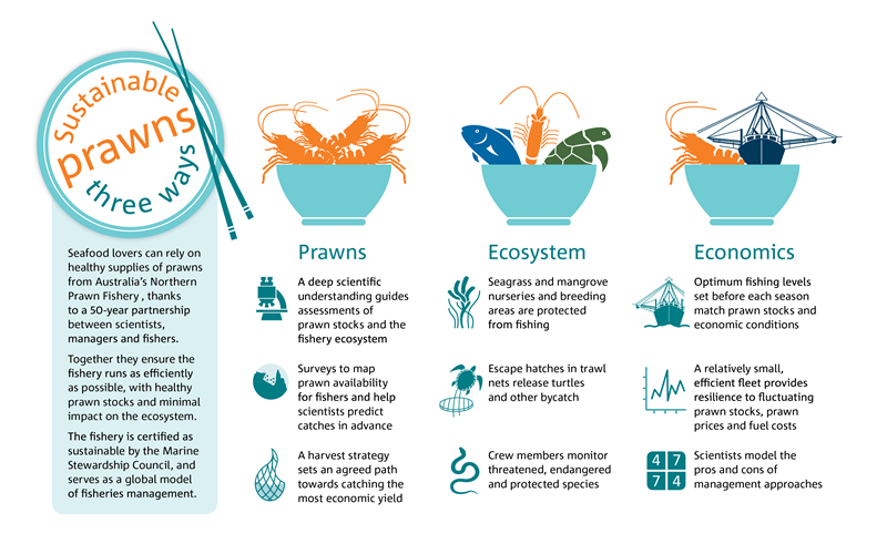 Infographic: sustainable prawns in the Northern Prawn Fishery