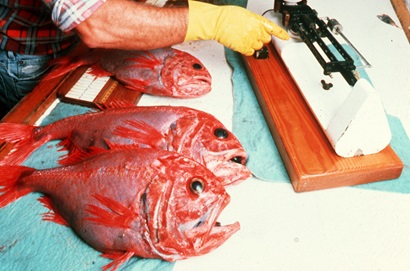 Three orange roughy on a bench with measuring equipment