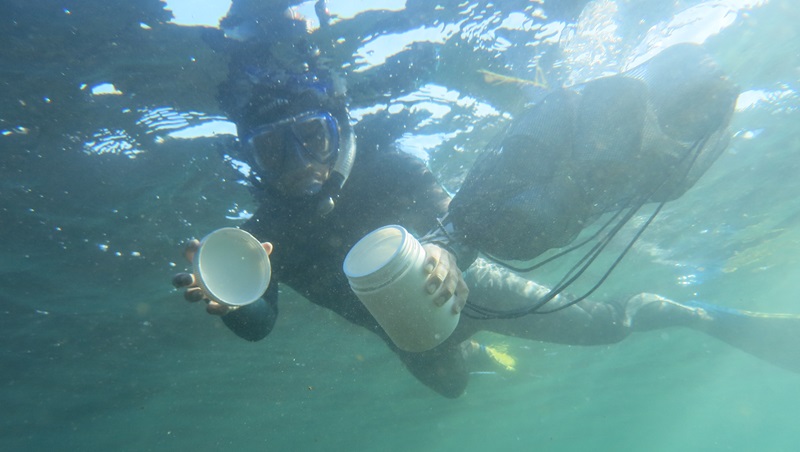 A person snorkelling, collecing seawater in a a one litre plastic jar, and holding about six jars in a net, photographed from under the water.